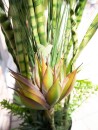 EUROPALMS Succulent-Mix, artificial plant, 190cm