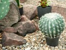 EUROPALMS Barrel Cactus, artificial plant, 34cm