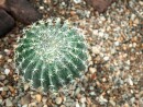 EUROPALMS Barrel Cactus, artificial plant, 34cm