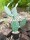EUROPALMS Nopal cactus, artificial plant, 76cm