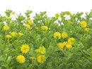 EUROPALMS Grass mat, artificial, green-yellow, 25x25cm
