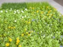 EUROPALMS Grass mat, artificial, green-yellow, 25x25cm