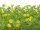 EUROPALMS Grass mat, artificial, green-yellow, 25x25cm