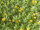 EUROPALMS Grass mat, artificial, green-yellow, 25x25cm