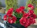 EUROPALMS Geranium, artificial, red, 42cm