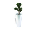 EUROPALMS Bonsai Podocarpus, Kunstpflanze, 80cm