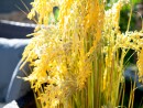 EUROPALMS Reed Grass Bunch, artificial, 118cm