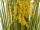 EUROPALMS Reed Grass Bunch, artificial, 118cm