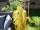 EUROPALMS Reed Grass Bunch, artificial, 118cm