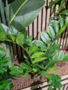 EUROPALMS Zamifolia, artificial plant, 70cm