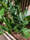 EUROPALMS Zamifolia, artificial plant, 70cm