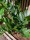 EUROPALMS Zamifolia, artificial plant, 70cm