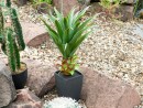 EUROPALMS Agave plant with pot, artificial plant, 75cm