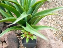 EUROPALMS Agave plant with pot, artificial plant, 75cm