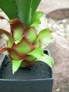 EUROPALMS Agave plant with pot, artificial plant, 75cm