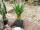 EUROPALMS Agave plant with pot, artificial plant, 75cm