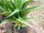 EUROPALMS Agave plant with pot, artificial plant, 75cm