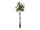 EUROPALMS Pachirabaum, Kunstpflanze, 160cm