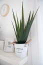 EUROPALMS Aloe Vera Plant, artificial plant, 60cm