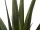 EUROPALMS Aloe Vera Plant, artificial plant, 60cm