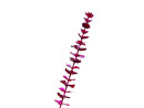 EUROPALMS Crystal eucalyptus, artificial plant, burgundy 81cm 12x