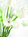 EUROPALMS Crystal tulip, artificial flower, white 61cm 12x