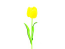 EUROPALMS Kristalltulpe, Kunstblume, gelb 61cm 12x