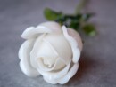EUROPALMS Crystal rose, white, artificial flower, 81cm 12x