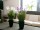 EUROPALMS Lavender, artificial plant, purple, in pot, 45cm