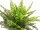 EUROPALMS Fern bush in pot, artificial plant, 51 leaves, 48cm