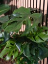 EUROPALMS Monstera Deliciosa, artificial plant, 90cm