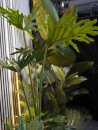 EUROPALMS Split Philo Plant, artificial, 120cm