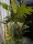 EUROPALMS Split Philo Plant, artificial, 120cm