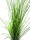 EUROPALMS Reed (grass),  artificial, 145cm