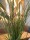 EUROPALMS Reed (grass),  artificial, 145cm