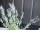 EUROPALMS Lavender bush, artificial, 61cm