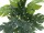 EUROPALMS Split philo, artificial plant, 38cm