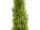 EUROPALMS Zypresse, Leyland, Kunstpflanze,  120cm