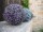 EUROPALMS Grass ball, artificial,   pink, 22cm