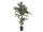 EUROPALMS Ficus Forest Tree, artificial plant, green, 110cm