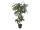 EUROPALMS Ficus Multi Spiralstamm, Kunstpflanze, 130cm