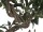 EUROPALMS Ficus Multi Spiralstamm, Kunstpflanze, 130cm