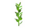 EUROPALMS Money tree shoot, artificial plant, 30cm