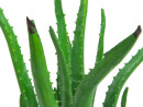 EUROPALMS Aloe Vera Plant, artificial plant, 63cm