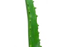 EUROPALMS Aloe Vera Plant, artificial plant, 63cm