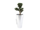 EUROPALMS LEICHTSIN ELEGANCE-69, shiny-silver