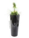 EUROPALMS LEICHTSIN ELEGANCE-110, shiny-black