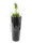 EUROPALMS LEICHTSIN ELEGANCE-110, shiny-black