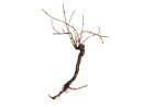 EUROPALMS Rebstock 150cm