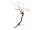 EUROPALMS Rebstock 150cm